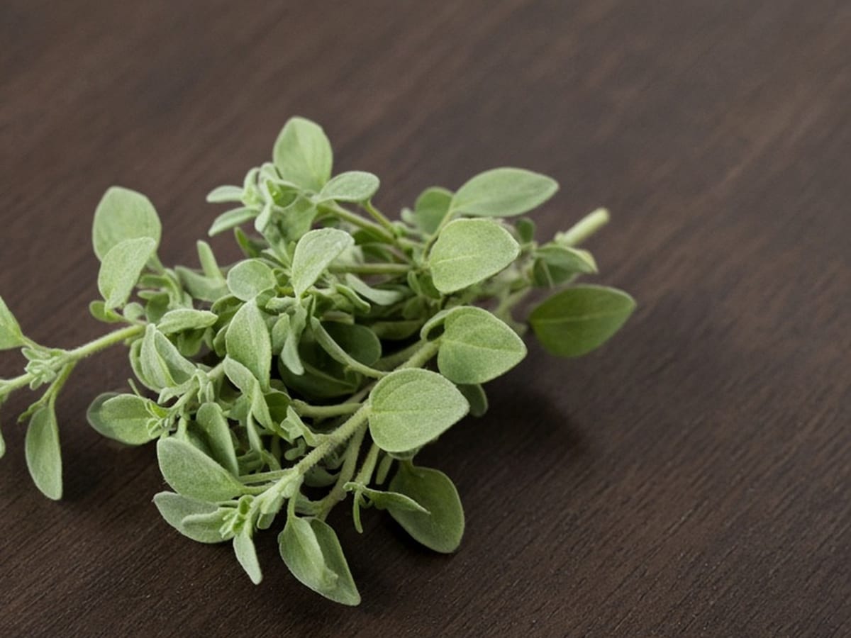 Marjoram, hardy herbs